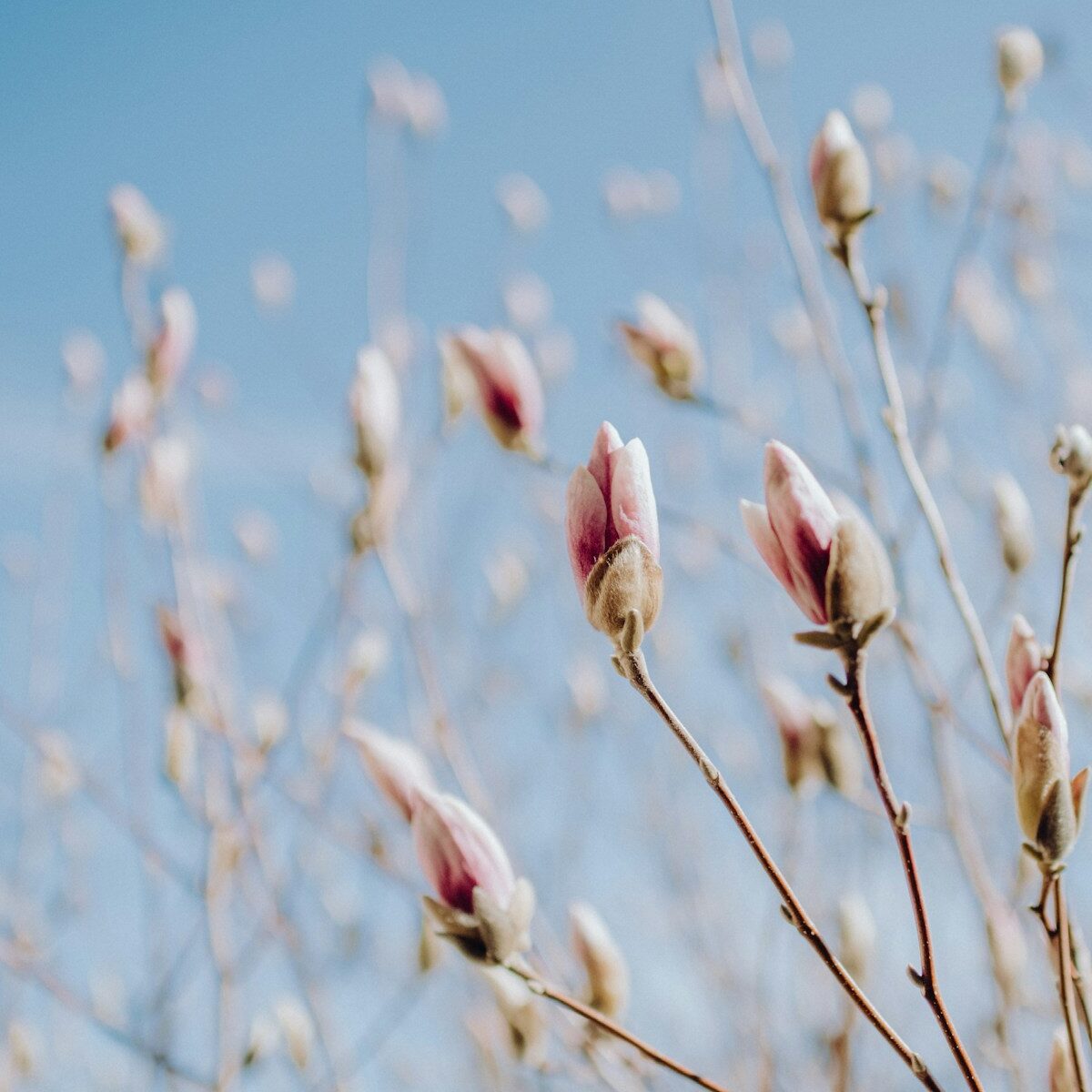 pink flower buds in tilt shift lens